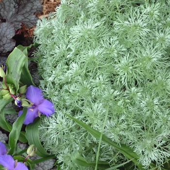 Artemisia schmidtiana 'Silver Mound' - Silver Mound