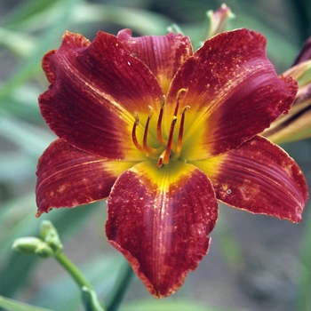 Hemerocallis 'Anzac' - Anzac Daylily