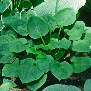 Hosta - 'Amber Tiara' Hosta, Plantain Lily