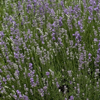 Lavandula angustifolia 'Munstead' - Lavender