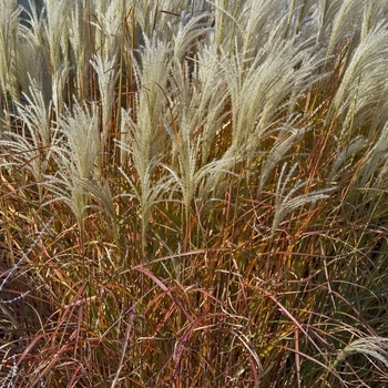 Miscanthus - 'Purpurascens' Maiden Grass