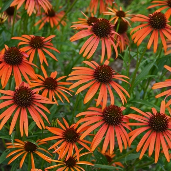 Echinacea ''Orange Meadowbrite™'' ''Art''s Pride'' PP15090 (Coneflower) - Orange Meadowbrite™ Coneflower