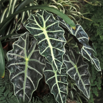 Alocasia amazonica 'Polly' - Alocasia