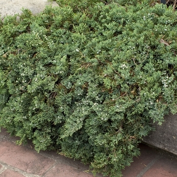 Juniperus horizontalis 'Wiltonii' - Blue Rug Juniper