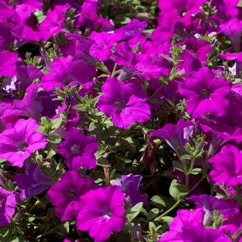 Petunia 'Lavender Wave' - Petunia