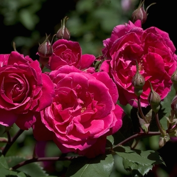 Rosa 'A. Mackenzie' - Rose