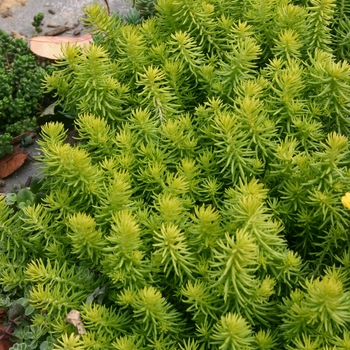 Sedum 'Angelina' - Stonecrop