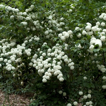 Viburnum plicatum 'Mary Milton' - Japanese Snowball