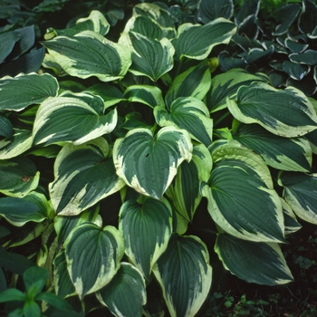 Hosta hybrid - 'Antioch'