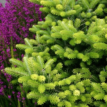 Abies koreana 'Aurea' - Korean Fir