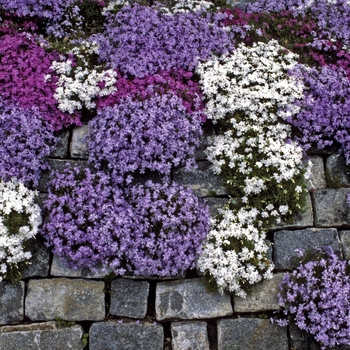 Phlox subulata - Creeping Phlox