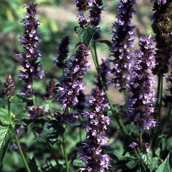 Agastache 'Black Adder' - Anise Hyssop