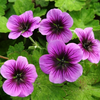 Geranium ''Nova'' (Cranesbill) - Nova Cranesbill