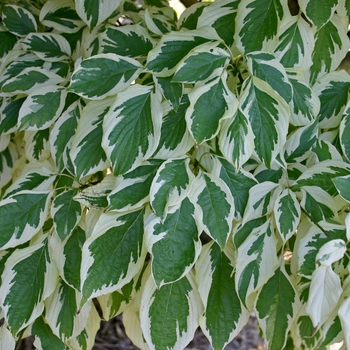 Cornus controversa 'Variegata' (Variegated Giant Dogwood) - Variegata Variegated Giant Dogwood
