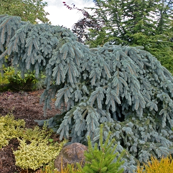 Picea pungens 'The Blues' (Weeping Blue Spruce) - The Blues Weeping Blue Spruce