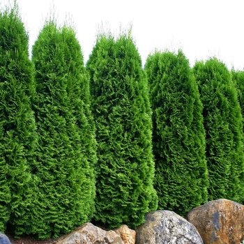 Thuja occidentalis 'Emerald Green' - Emerald Green Arborvitae