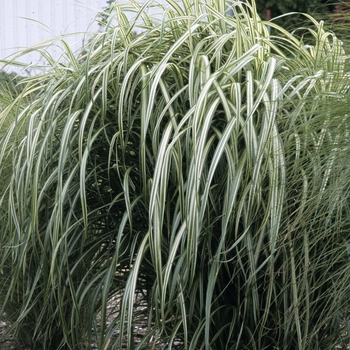 Miscanthus sinensis 'Cabaret' - Maiden Grass