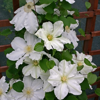 Clematis 'Alabast' - Clematis