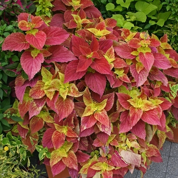 Coleus 'Alabama Sunset' - Coleus