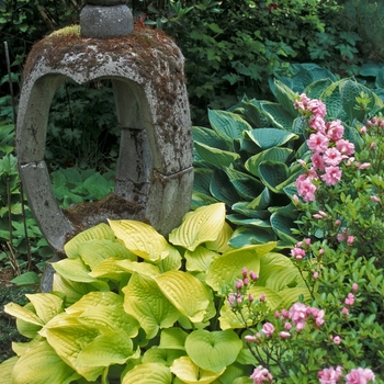 Hosta - 'Search Light' Hosta, Plantain Lily