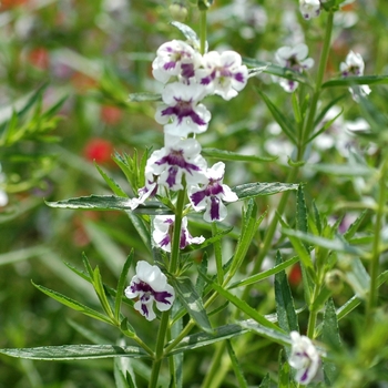 Summer Snapdragon - Angelonia 'Angelface™ Blue Bicolor