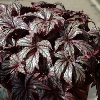 Begonia rex-cultorum 'Carribean Deams Savannah Bay' - Rex Begonia