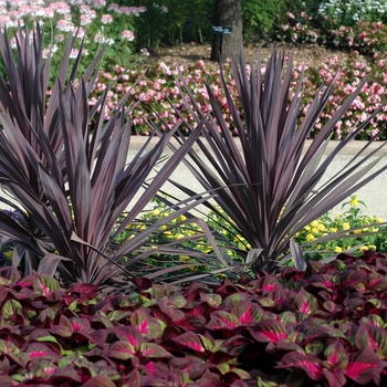 Cordyline australis - 'Red Sensation'