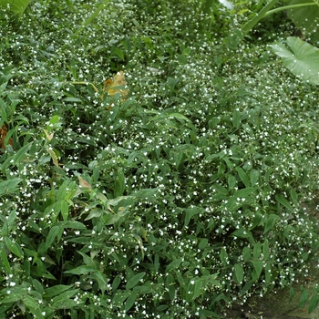 Gibasis geniculata (Gibasis) - Bridal Veil