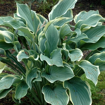 Hosta 'Samurai' - Hosta