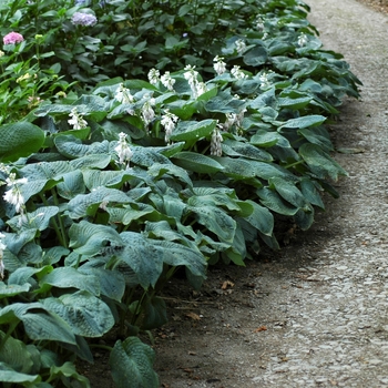 Hosta sieboldiana - 'Elegans' Hosta, Plantain Lily