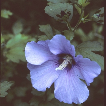 Hibiscus syriacus - 'Bluebird' Rose of Sharon
