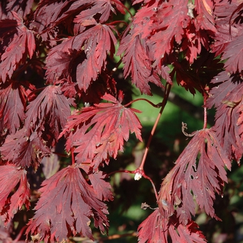 Acer japonicum - Full Moon Maple