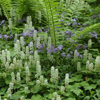 Phlox stolonifera - Creeping Phlox