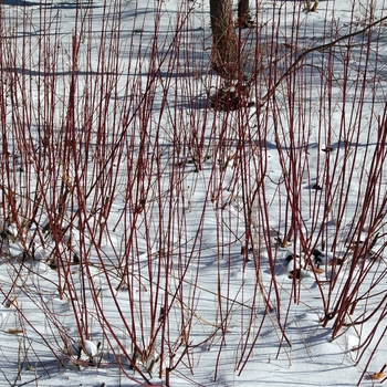 Cornus sericea - Redtwig Dogwood