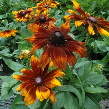 Rudbeckia hirta - 'Autumn Colors'