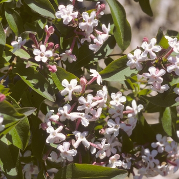 Abelia mosanensis - Glossy Abelia