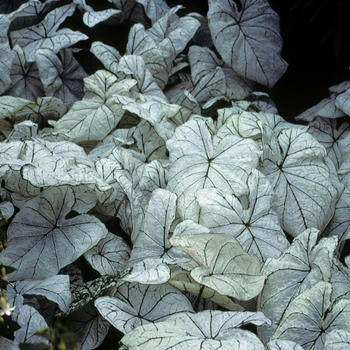 Caladium bicolor 'Candidum' - Candidum Angel Wings