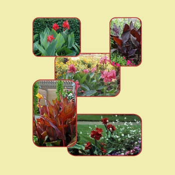 Multiple Varieties - Canna Lily