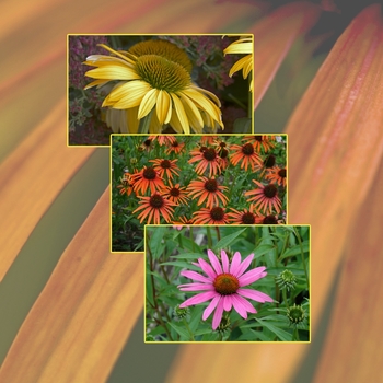 Echinacea - 'Multiple Varieties' Coneflower