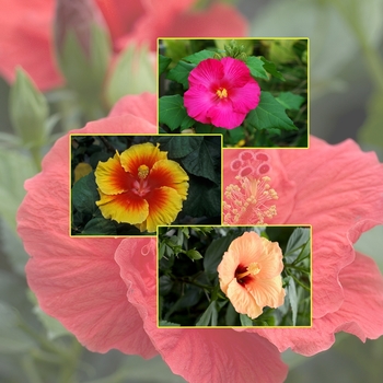 Multiple Varieties - Hibiscus Bush - Tropical