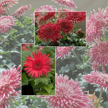 Multiple Varieties - Gerbera Daisy