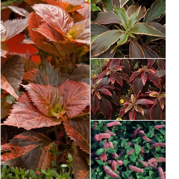 Multiple Varieties - Acalypha