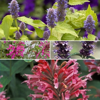 Agastache - Multiple Varieties - Giant Hyssop