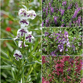 Angelonia angustifolium - Assorted Angelonia