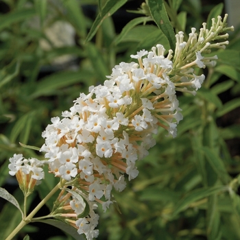 Buddleia davidii 'White Profusion' - Butterfly Bush