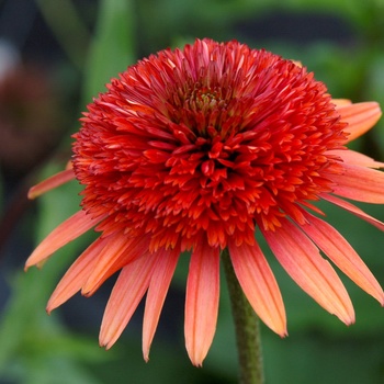 Echinacea 'Coral Reef' - Coral Reef Coneflower