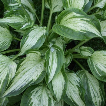 Hosta 'Allegan Fog' - Hosta - Plantain Lily