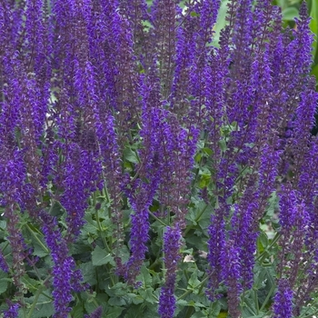 Salvia x sylvestris (Meadow Sage) - 'May Night' 