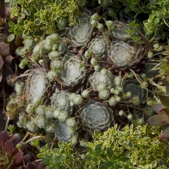 Sempervivum 'Hardy Series Mixed' - Mixed Hens and Chicks