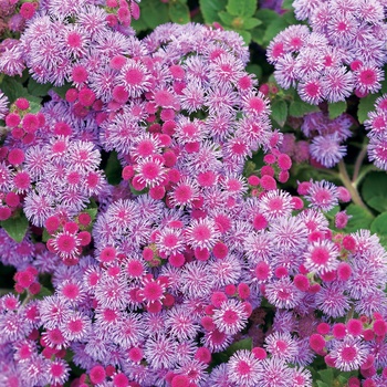 Ageratum hybrid 'Flossflower' - Artist® Blue Violet